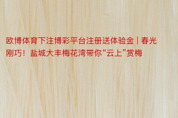 欧博体育下注博彩平台注册送体验金 | 春光刚巧！盐城大丰梅花湾带你“云上”赏梅